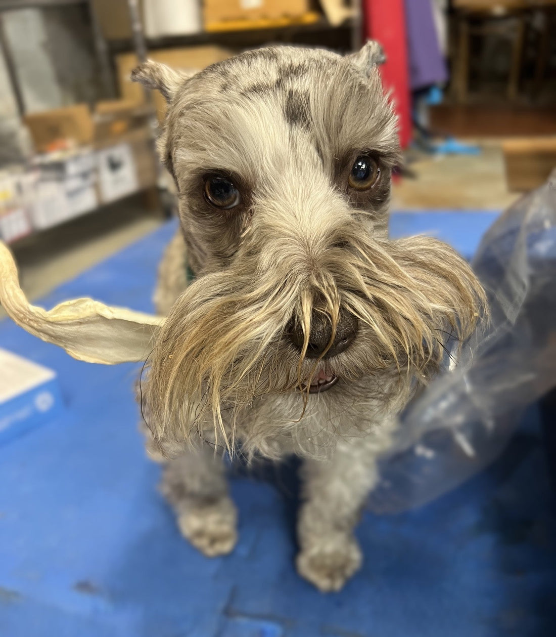 Why Does My Dog Carry Treats Away Before Eating Them?
