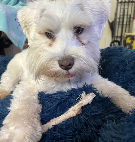 dog eating beef tendon