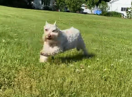 Why Do Dogs Get the Zoomies? (And why it's natural)